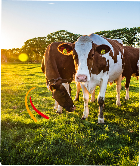 Image de vaches dans un pré